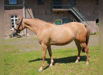 Kleines Deutsches Reitpferd, Stute, 5 Jahre, 157 cm, Fuchs