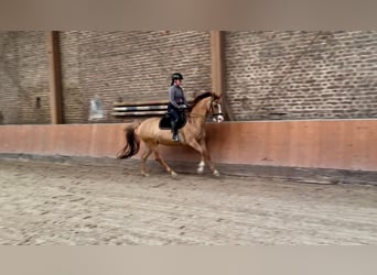 Kleines Deutsches Reitpferd, Stute, 5 Jahre, 157 cm, Fuchs