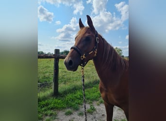 Kleines Deutsches Reitpferd Mix, Stute, 5 Jahre, 157 cm, Fuchs