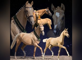 Kleines Deutsches Reitpferd, Stute, 5 Jahre, 167 cm, Palomino