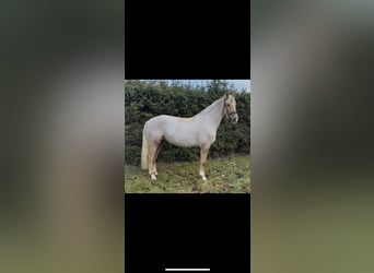 Kleines Deutsches Reitpferd, Stute, 5 Jahre, 168 cm, Palomino