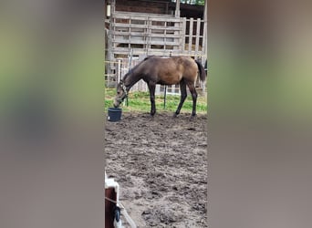 Kleines Deutsches Reitpferd, Stute, Fohlen (04/2025), 136 cm, Buckskin