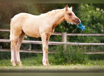 Kleines Deutsches Reitpferd, Stute, , 158 cm, Palomino