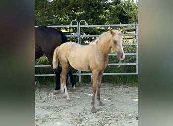 Kleines Deutsches Reitpferd, Stute, Fohlen (02/2025), 158 cm, Palomino