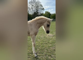 Kleines Deutsches Reitpferd, Stute, , 158 cm, Palomino