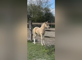 Kleines Deutsches Reitpferd, Stute, , 158 cm, Palomino
