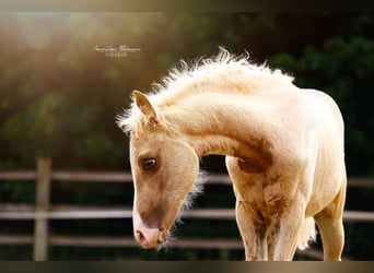 Kleines Deutsches Reitpferd, Stute, , 158 cm, Palomino