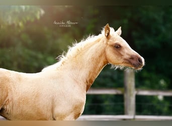 Kleines Deutsches Reitpferd, Stute, , 158 cm, Palomino
