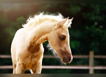 Kleines Deutsches Reitpferd, Stute, , 158 cm, Palomino