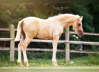 Kleines Deutsches Reitpferd, Stute, , 158 cm, Palomino