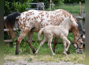 Kleines Deutsches Reitpferd, Stute, , 158 cm, Perlino