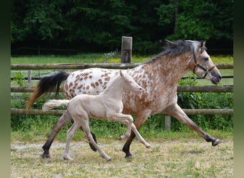 Kleines Deutsches Reitpferd, Stute, , 158 cm, Perlino