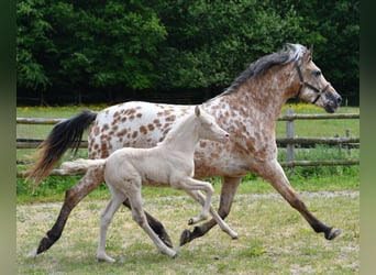 Kleines Deutsches Reitpferd, Stute, , 158 cm, Perlino