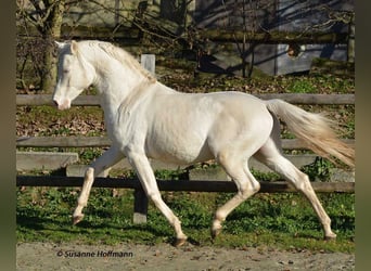 Kleines Deutsches Reitpferd, Stute, , 158 cm, Perlino