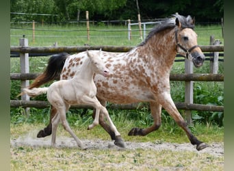 Kleines Deutsches Reitpferd, Stute, , 158 cm, Perlino