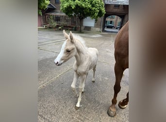 Kleines Deutsches Reitpferd, Stute, Fohlen (04/2024), 160 cm, Palomino