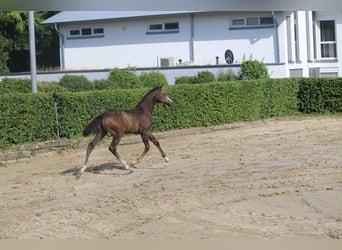 Kleines Deutsches Reitpferd, Stute, Fohlen (04/2025), Buckskin