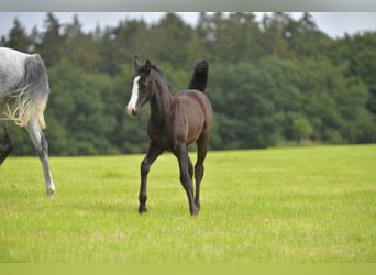 Kleines Deutsches Reitpferd, Stute, Fohlen (04/2024), Schimmel