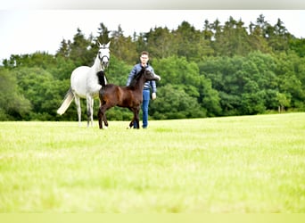 Kleines Deutsches Reitpferd, Stute, Fohlen (04/2024), Schimmel