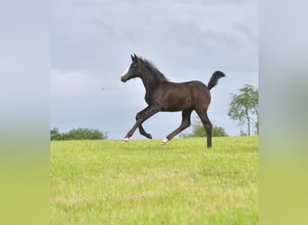 Kleines Deutsches Reitpferd, Stute, Fohlen (04/2024), Schimmel