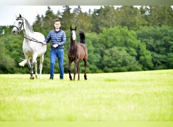 Kleines Deutsches Reitpferd, Stute, Fohlen (04/2024), Schimmel