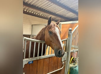Kleines Deutsches Reitpferd, Wallach, 10 Jahre, 163 cm, Fuchs