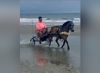 Kleines Deutsches Reitpferd, Wallach, 11 Jahre, 115 cm, Buckskin