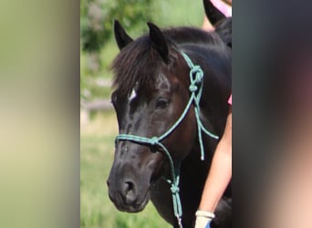 Kleines Deutsches Reitpferd, Wallach, 13 Jahre, 158 cm, Schwarzbrauner