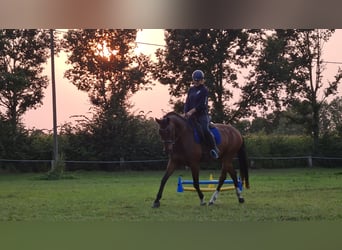 Kleines Deutsches Reitpferd, Wallach, 15 Jahre, 160 cm, Brauner