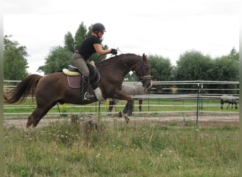 Kleines Deutsches Reitpferd, Wallach, 18 Jahre, 148 cm, Dunkelfuchs