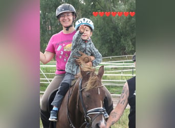 Kleines Deutsches Reitpferd, Wallach, 18 Jahre, 148 cm, Dunkelfuchs