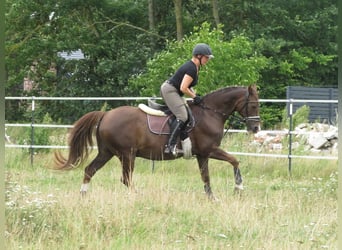 Kleines Deutsches Reitpferd, Wallach, 18 Jahre, 148 cm, Dunkelfuchs
