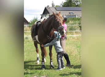 Kleines Deutsches Reitpferd, Wallach, 18 Jahre, 148 cm, Dunkelfuchs