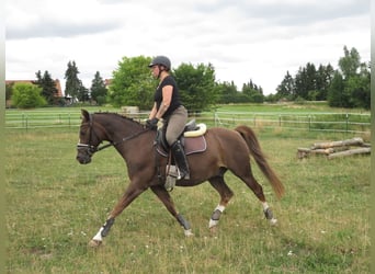 Kleines Deutsches Reitpferd, Wallach, 18 Jahre, 148 cm, Dunkelfuchs