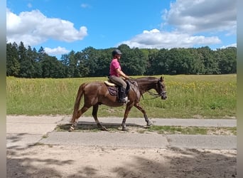 Kleines Deutsches Reitpferd, Wallach, 18 Jahre, 148 cm, Dunkelfuchs