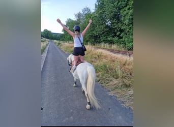 Kleines Deutsches Reitpferd Mix, Wallach, 19 Jahre, 130 cm, Fliegenschimmel