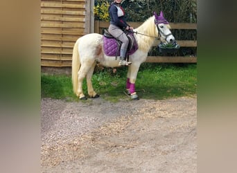 Kleines Deutsches Reitpferd Mix, Wallach, 19 Jahre, 130 cm, Fliegenschimmel