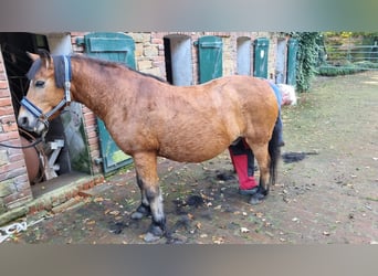 Kleines Deutsches Reitpferd, Wallach, 24 Jahre, 125 cm, Brauner