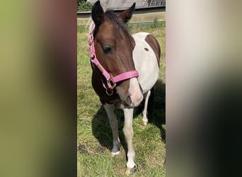 Kleines Deutsches Reitpferd, Wallach, 3 Jahre, 125 cm, Schecke