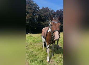 Kleines Deutsches Reitpferd, Wallach, 3 Jahre, 125 cm, Schecke
