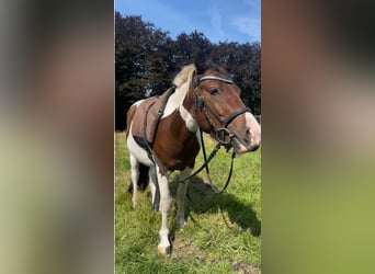 Kleines Deutsches Reitpferd, Wallach, 3 Jahre, 125 cm, Schecke