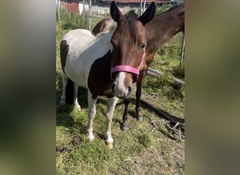 Kleines Deutsches Reitpferd, Wallach, 3 Jahre, 125 cm, Schecke