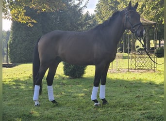 Kleines Deutsches Reitpferd, Wallach, 3 Jahre, 155 cm, Brauner