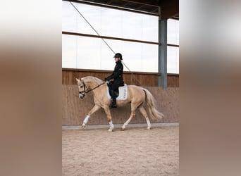 Kleines Deutsches Reitpferd, Wallach, 4 Jahre, 147 cm, Palomino