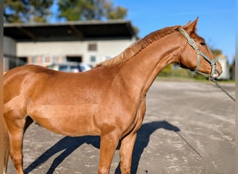 Kleines Deutsches Reitpferd Mix, Wallach, 4 Jahre, 154 cm, Fuchs