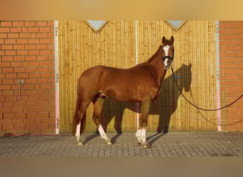 Kleines Deutsches Reitpferd, Wallach, 4 Jahre, 158 cm, Fuchs