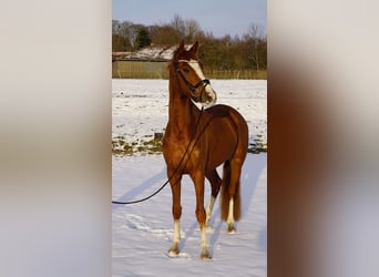 Kleines Deutsches Reitpferd, Wallach, 4 Jahre, 158 cm, Fuchs