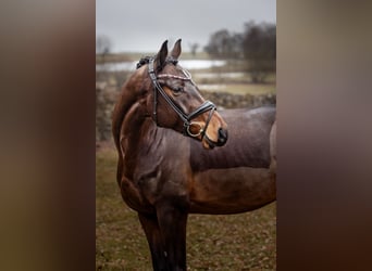 Kleines Deutsches Reitpferd, Wallach, 4 Jahre, 166 cm, Brauner