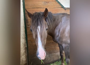 Kleines Deutsches Reitpferd, Wallach, 5 Jahre, 150 cm, Dunkelfuchs