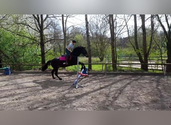 Kleines Deutsches Reitpferd, Wallach, 5 Jahre, 156 cm, Dunkelbrauner